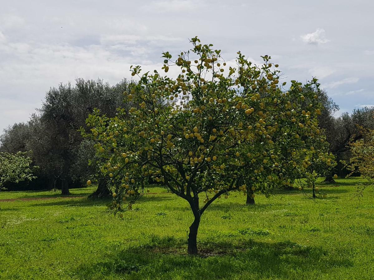Masseria Pisciani Torchiarolo Extérieur photo